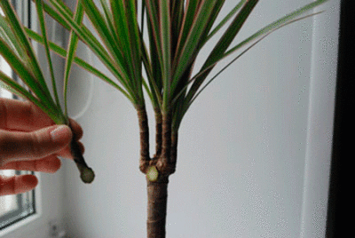 Комнатные пальмы: как правильно размножить в домашних условиях? Какие тонкости необходимо знать