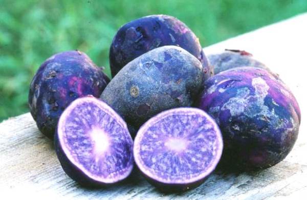 Полезные свойства и характеристика фиолетовой или синей картошки