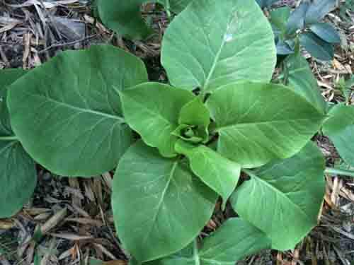 Кардиокринум: выращивание и особенности размножения впечатляющей лилии