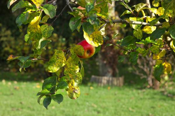 Как обрезать яблони осенью: схема, видео, инструкция для начинающих