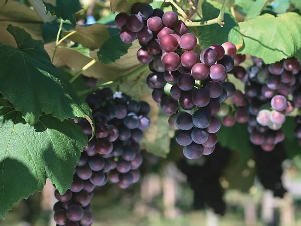 Обрезка винограда весной для начинающих: схема, пошаговое описание, видео