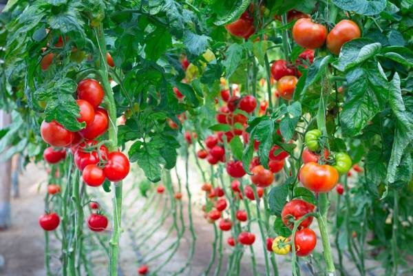 Как подвязать помидоры в теплице из поликарбоната