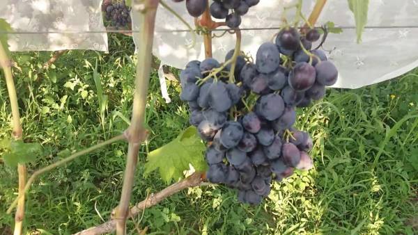 Виноград - Руслан: описание сорта, фото, отзывы, видео