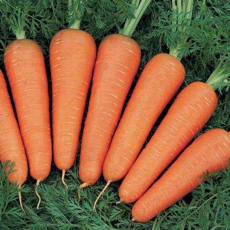 Описание сорта моркови Канада F1 - как поднять урожайность
