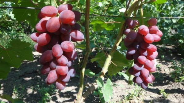 Малиновый Супер – виноград с мускатным вкусом и душистым запахом