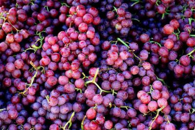 Дробилки для винограда: разновидности и технические характеристики