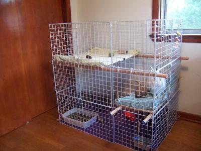 Карликовый кролик: фото, уход и содержание в домашних условиях, отзывы