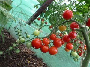 Помидоры черри: как выращивать лучшие сорта в теплице