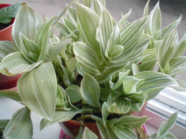 Комнатное растение Традесканция: уход в домашних условиях, фото и полезные свойства