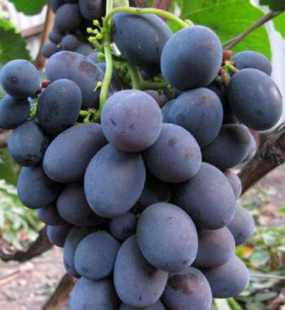 Виноград «гала»: описание, отзывы, фото