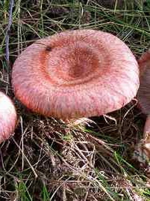Фото и описание съедобных грибов волнушек