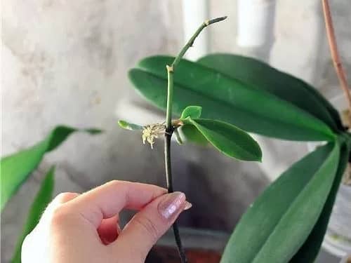 Правильное размножение орхидей цитокининовой пастой