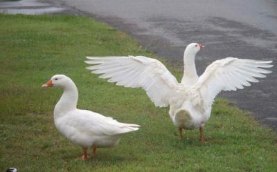 Белые гуси: описание породы, среда обитания и фото