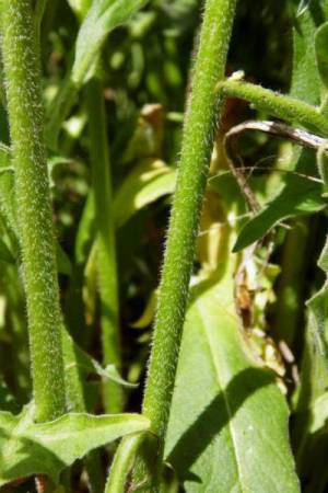 Свербига восточная – полезное растение