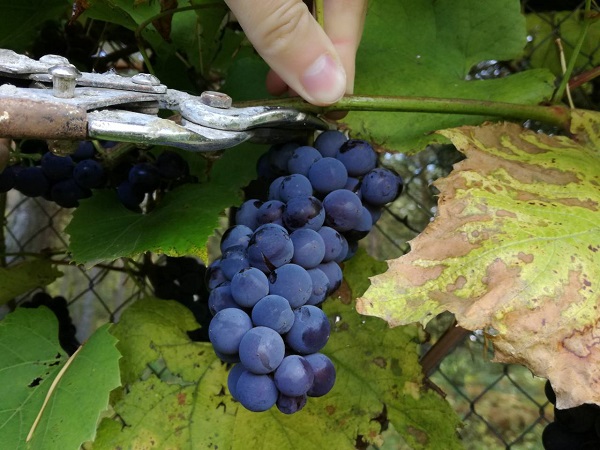 Когда собирают виноград – подходит к завершению дачный сезон