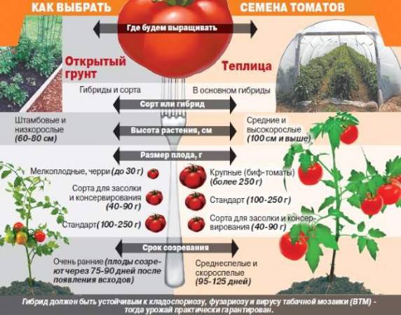 Как правильно выбрать семена томатов? Что лучше сорта или гибриды томатов