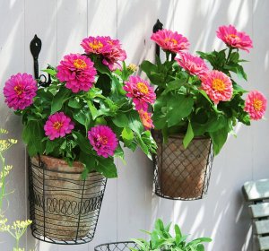 Циния: как ухаживать за цветком в домашних условиях