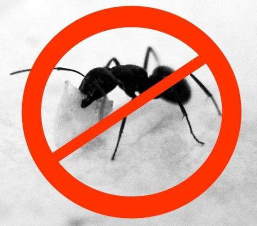 Муравьед - средство от муравьев: инструкция по применению, отзывы