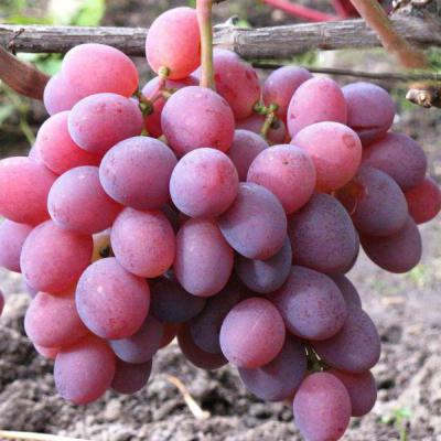 Виноград Память Хирурга: описание сорта, особенности выращивания и отзывы