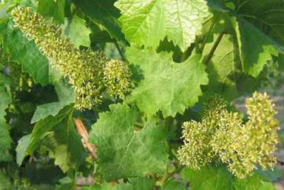 Виноград Ланселот: описание и характеристика сорта
