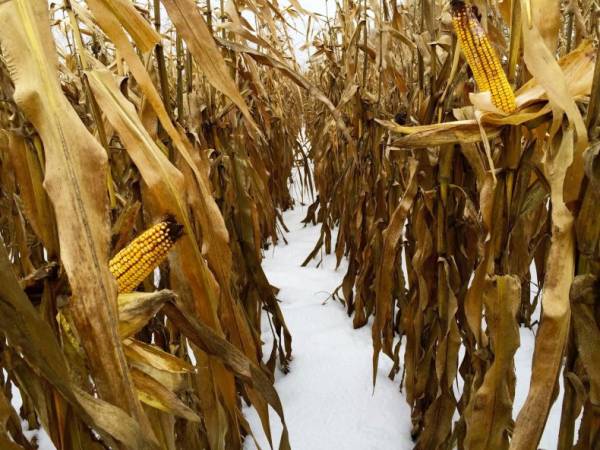 Казахстан планирует повысить рентабельность своей зерновой отрасли из 30% до 40% в течение следующих четырех лет