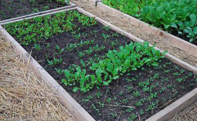 Как выращивать репу в открытом грунте: особенности, уход, посадка и сорта