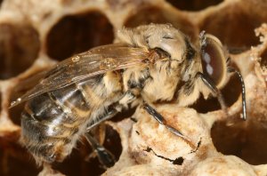 Описание пород пчел и отличия между ними
