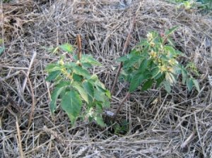 Особенности выращивания малины Карамелька: характеристика сорта, посадка и уход