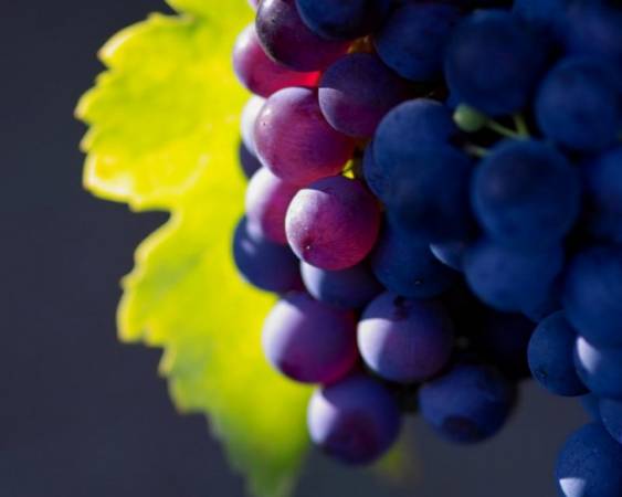 Как бороться с осами на винограднике