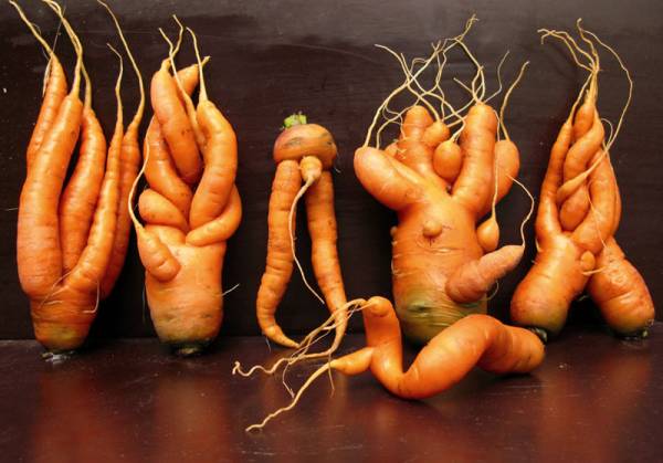 Чем подкормить морковь после всходов в открытом грунте для хорошего урожая