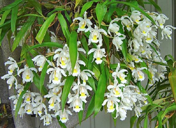 Выращивание орхидея сорта Целогина: отзывы, фото, размножение