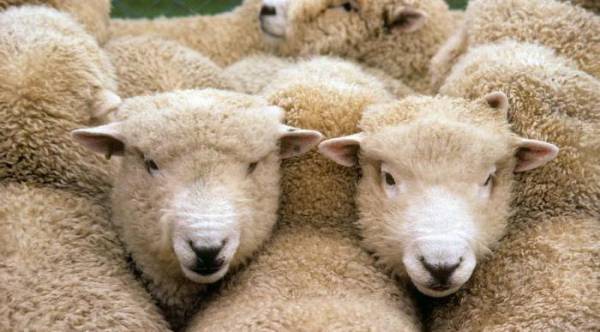 Овца куйбышевской породы: описание, характеристики, отзывы