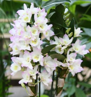 Описание и фото популярных видов орхидей дендробиум