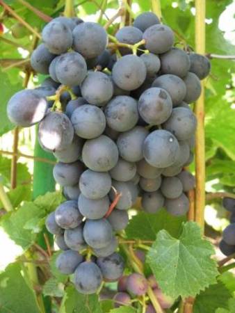 Амурский виноград: фото, посадка и уход