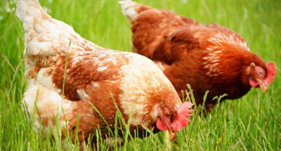 Чем нельзя кормить куриц: рекомендации птицеводов