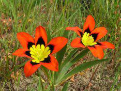 Выращивание цветов под названием спараксис: посадка и уход
