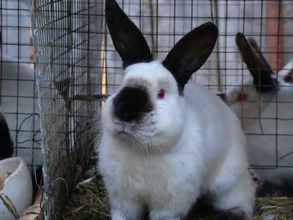 Породы кроликов: меховые и пуховые (с фотографиями и названиями)