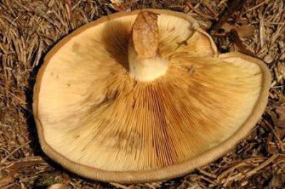 Дунька – гриб смертельно ядовитый