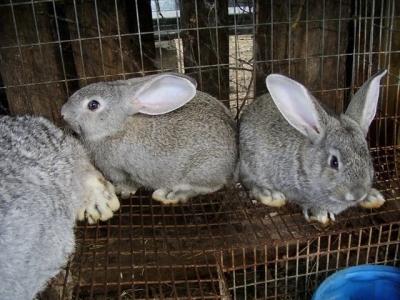 Искусственное осеменение кроликов: оборудование, технология, рентабельность