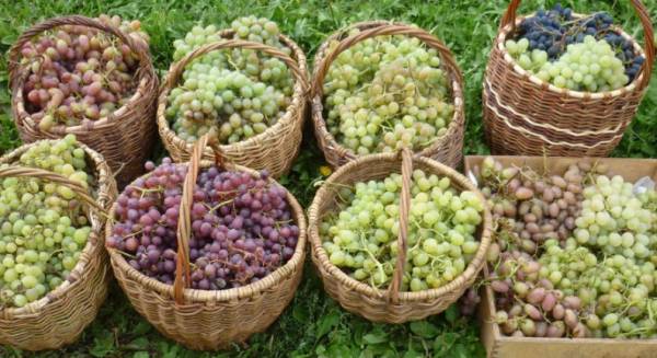 Как сделать вино из винограда: секреты домашнего виноделия