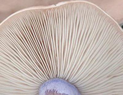 Синеножка - гриб съедобный
