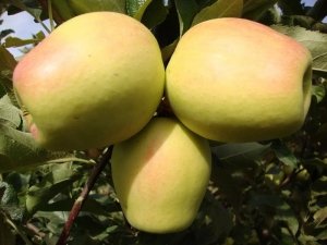 Зимние сорта яблок: Антоновка и Восход