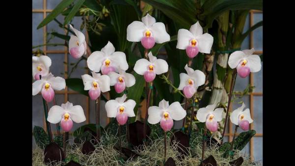 Орхидея Венерин башмачок: уход за пафиопедилумом в домашних условиях