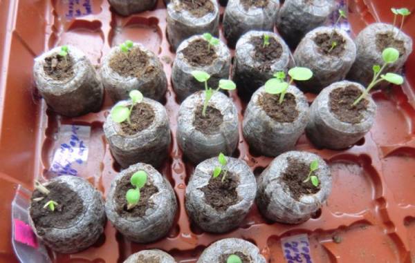Как самостоятельно вырастить пеларгонию из семян