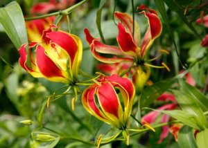 Цветок глориоза, выращивание комнатного растения