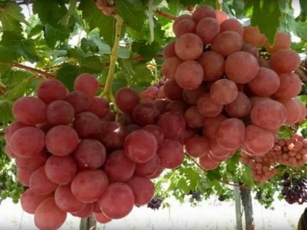 Описание, фото и характеристика сорта винограда «Ромео»