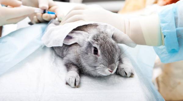 Запор у кроликов – причины и меры профилактики