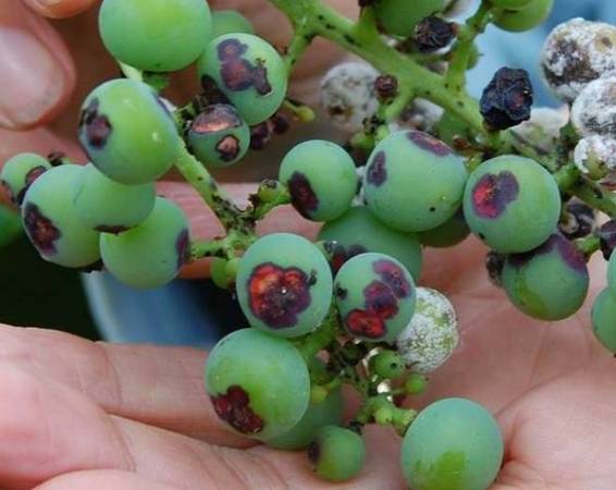Описание винограда сорта Сфинкс: характеристики и выращивание