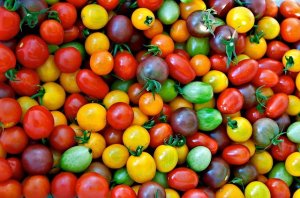 Выбираем низкорослые сорта томатов для теплиц