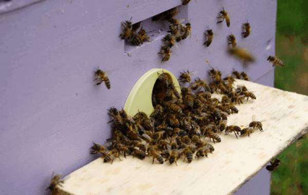 Как сделать отверстие или щель в улье для пчел своими руками